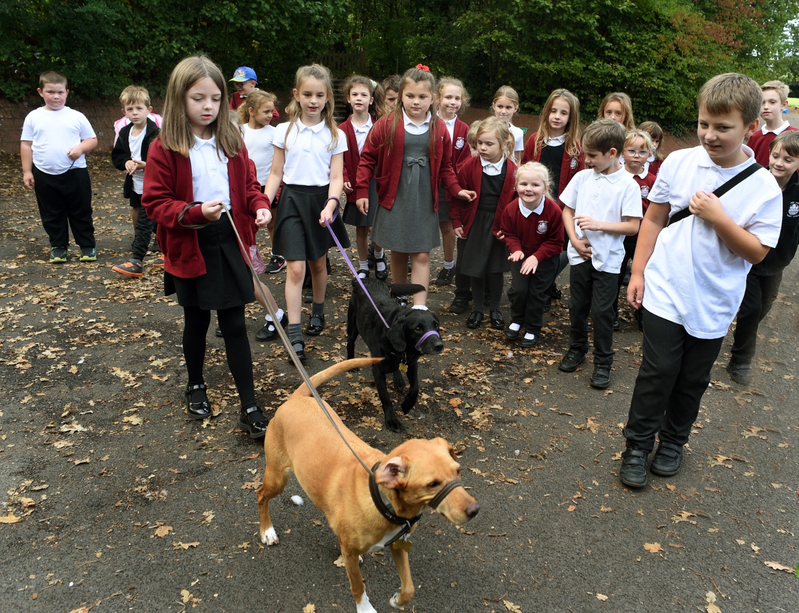 Combs Ford Primary School - School Dogs (2023)